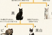 三毛猫のほとんどはメス←こういう動物雑学wwwwww