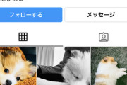ポメラニアン飼い始めたからインスタ垢作った