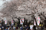 【韓国】花見を楽しむソウルの人々