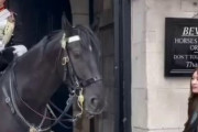【動画】英国王室を守る「キングス・ガード・ホース」に噛まれ話題の中国人観光客、日本の観光客へ対応の差が話題