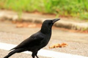 同じカラスでも日本人と中国人のイメージはこんなに違っていた