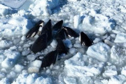 「日本よ、救ってくれ！」知床沖でシャチの群れが流氷に閉じ込められる（海外の反応）