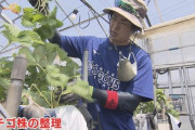 元中日・三ツ間卓也さん、いちご農家へ