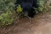 【動画】アメリカのクマサン🐻、あまりにも弱者すぎる