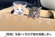【朗報】もちまる日記さん、最近再生回数が減ってきたところで偶然にも生後1ヶ月の捨て猫を2匹拾う