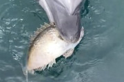 【香川】罠なのか親切なのか。人に毒針魚をプレゼントするイルカ（ノ∇`）