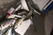 【悲報】夜釣りしてたけど車の中に魚ブチまけてしまった・・・