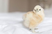 ヒヨコと一緒に寝るブリティッシュショートヘアの子猫が可愛すぎるw「可愛すぎるで賞！」「とてつもなくかわいい！」海外の反応