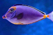 人に会えなくなった水族館の魚たちに次々と「うつ症状」が出始める