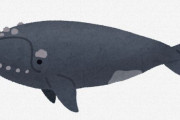【画像】クジラの白い部分の正体がこれ