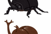 もうカブトムシのメスがいたよ🪲