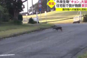 キョンの被害相次ぐ　千葉県内で4万4000頭超