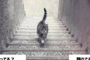 【画像】 この猫は階段を上がってる様に見えるか降りてる様に見えるか？