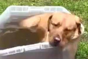 うちのイヌが庭で水風呂に入っていた。早く体を乾かしたい♪ → バケツから出るとこうなります…
