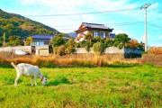 田舎で庭が300坪あるんだが草生えて困るし、なんか草食動物飼ったらいいんかな？？