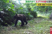【ヒグマ】農園内を歩くクマの姿をセンサーカメラがキャッチ…半径1キロ圏内で目撃9件 札幌市南区中ノ沢で出没続く
