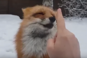 このキツネの鼻を「Boop」すると...？ 9秒の動画に30万回再生！ 海外の反応