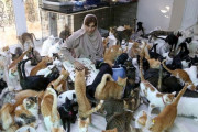 【オマーン】480匹の猫と暮らす女性、エサ代は毎月80万円