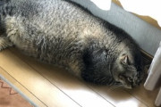 【画像】ワイのネッコ、デブすぎる…これはツチノコwwww