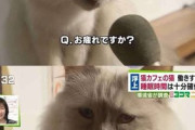 ワイ、猫カフェに来た結果…