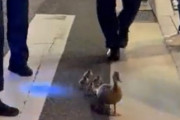 【動画】警察さん、たかがカモの親子を厳重に護送してしまう