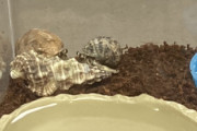 【画像】わい、ヤドカリを飼う