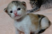 【画像】うちの子猫ちゃんの超絶あざとい写真が撮れてしまいました…これはもう吐血レベルwwww