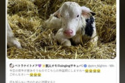 【Vtuber】魔界酪農家vtuberさん、海外のデカい掲示板でバズり登録者爆増！