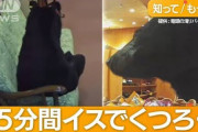 【謎】実際クマって、、、なんで人間を襲うんや？？？？？？
