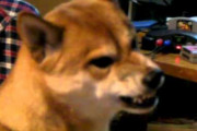 【柴犬動画】怖いんですケド・・・ToT、ばあちゃんなんで歯茎見せて怒ってるんだろ ほか