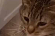 【ネコ】 私が「お風呂」に入っていた。危ない！溺れちゃうよぉ！ → 猫はこうした…