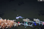 【動画像】 マリアナ海溝８１７８メートルで魚類の撮影に成功！　生息限界ギリギリの深さ