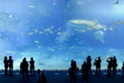 水族館「ガキいなくて静かです、癒されます、2000円で1日潰せます」←お前らが行かない理由