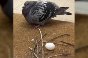 【画像】ハトさん、鳥界の中で建築のセンスが絶望的にない