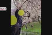 歌いながら、つえで満開の桜を…花びら散らす「迷惑行為」　“高齢花見客”が酔った勢いで？