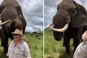 記念撮影中の女性の帽子をパクリ！いたずらっ子な象に驚き♪