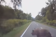 【動画】北海道のクマさん、それなりのスピードを出していた乗用車に衝突 → 結果…