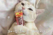 猫「ちゅーるうめ♥うめ♥」 ワイ「そんなに美味いんか？」