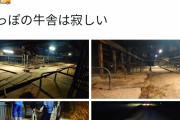 【悲報】酪農家「お前らが牛乳飲まないから廃業したわ。」