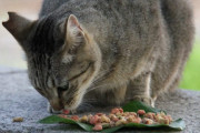 猫の殺処分は犬の約5倍、6割は子猫という悲劇 背景にある無責任な餌やり