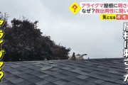 【悲報】アライグマ、屋根に突き刺さる