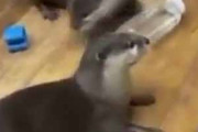 カワウソたちが床にいた。１匹を思いっきり回してみる → 催促が止まりません…