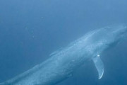 【朗報】地球史上最大の生物、シロナガスクジラだった
