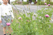 草花好きの5歳児が違法ケシを発見、瞬時に判別！