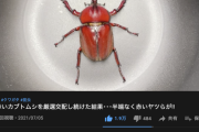 【画像】赤いカブトムシを4年間交配し続けてめっちゃ赤いカブトムシを作ったYouTuberが現る