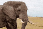 【画像】ゾウが腹を掻くときの画期的な方法が判明