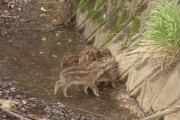 イノシシの子供いわゆるウリたん8匹が水路に転落し孤立、鳥獣保護法で人間は手を出せず絶望へ