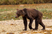【カナダ】やせ衰えたクマの写真に懸念の声、餌のサケが激減