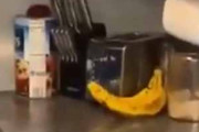 【ネコ】 台所にバナナが置いてあった。親の仇ぃ！ → 猫はこうなった…