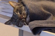 ゴロンと転がるオフィス猫の様子にみんな共感。毛布にくるまれる猫に関する海外の反応